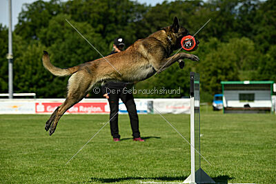 Aslan vom Sudwalder Forst