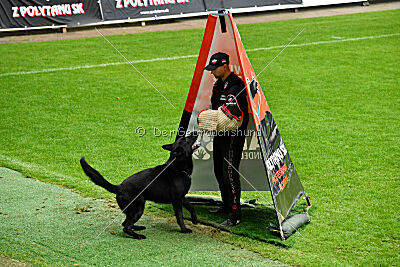 Asterix vom Parchimer Land