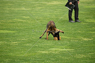 Atas of Hungarian Working Dogs