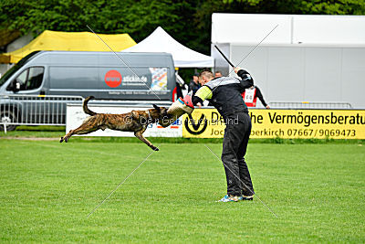 Austrian High Spirit Barracuda