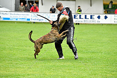 Austrian High Spirit Barracuda