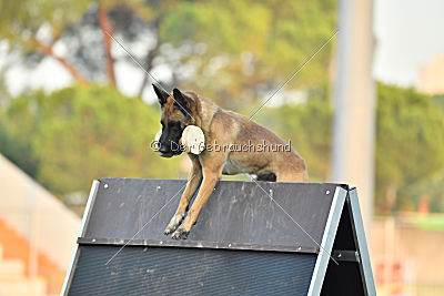 Avonwolf Al Capone Keith
