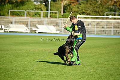 Aye vom Niedersachsenstein