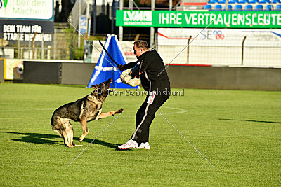 Azeem von der Michelbacher Heide