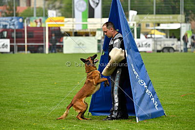 Bacima Cri de Loup
