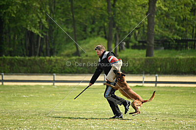 Bacima Cri de Loup