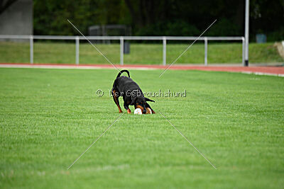 Baghira vom Schildwall