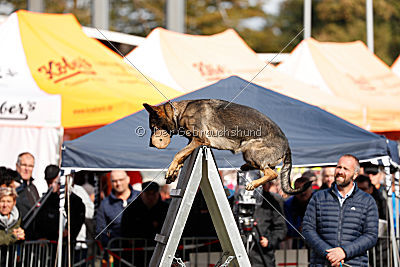 Baghira vom Wolfsstolz