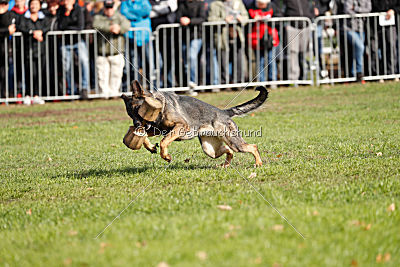 Baghira vom Wolfsstolz