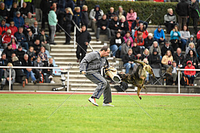 Baghira vom Wolfsstolz