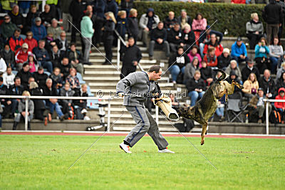 Baghira vom Wolfsstolz