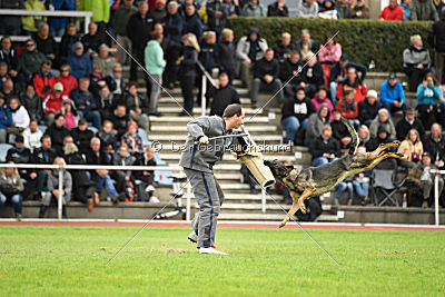 Baghira vom Wolfsstolz