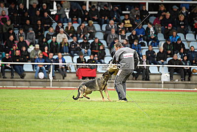 Baghira vom Wolfsstolz
