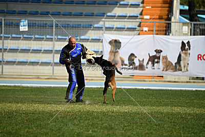 Bak Malinois of Sprajc