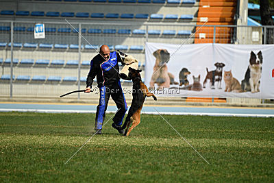 Bak Malinois of Sprajc