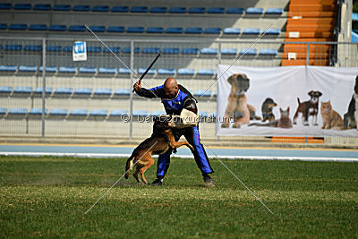 Bak Malinois of Sprajc