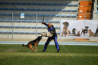 Bak Malinois of Sprajc