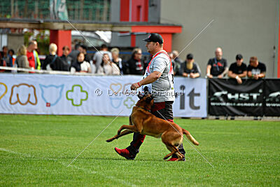 Baku Gods of Hermannstadt