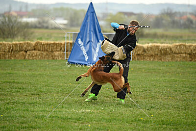 Baku Gods of Hermannstadt