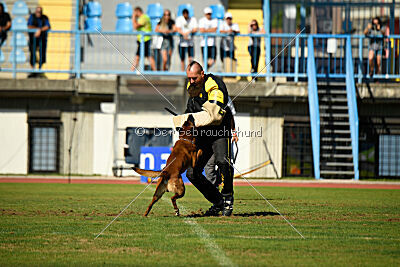 Baku Gods of Hermannstadt