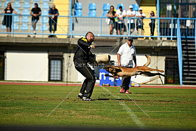 Baku Gods of Hermannstadt