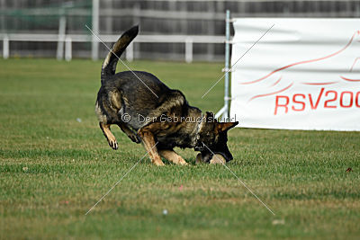 Baldo von der roten Zora