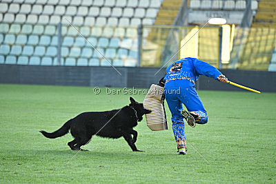 Balto von der Sturmburg