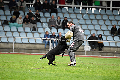 Bam-Bam vom Wällerhorst