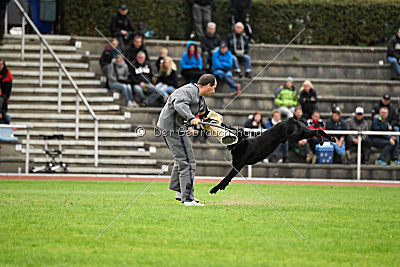 Bam-Bam vom Wällerhorst