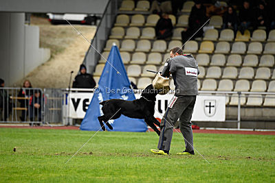 Bam-Bam vom Wällerhorst