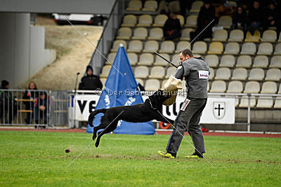 Bam-Bam vom Wällerhorst