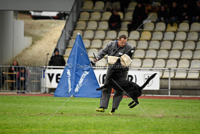 Bam-Bam vom Wällerhorst