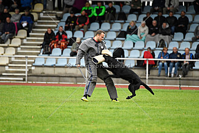 Bam-Bam vom Wällerhorst