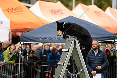 Bam-Bam vom Wällerhorst