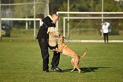 Bambuca von der schwarzen Mamba
