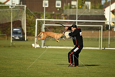 Bambuca von der schwarzen Mamba