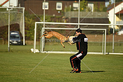 Bambuca von der schwarzen Mamba