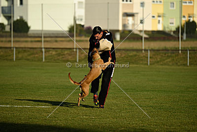Bambuca von der schwarzen Mamba
