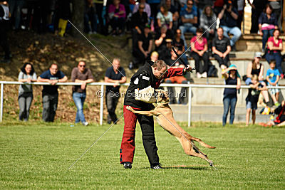 Bambuca von der schwarzen Mamba