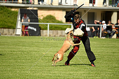 Bambuca von der schwarzen Mamba