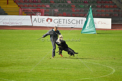 Bandit vom Lengener-Meer