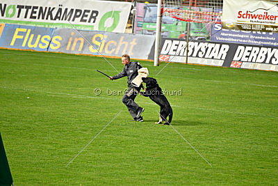 Bandit vom Lengener-Meer