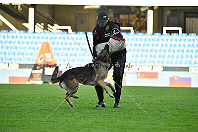 Bandit von Spürsinn