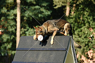Baron di Piazza Navona