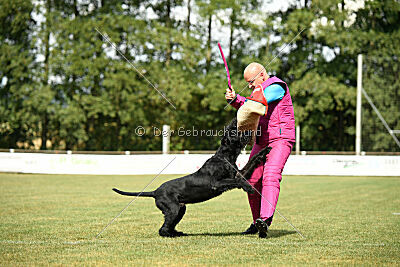 Barracof Giant Black Hawks