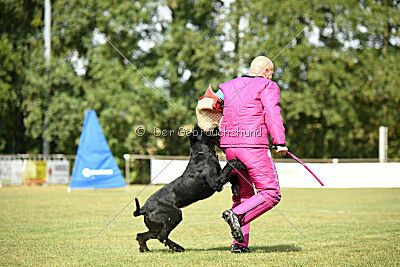 Barracof Giant Black Hawks
