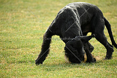 Barracof Giant Black Hawks