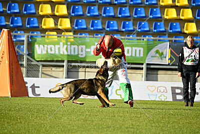 Bataro vom Drachenwolf