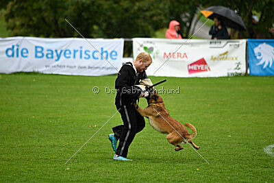 Baxel vom Haus Edental