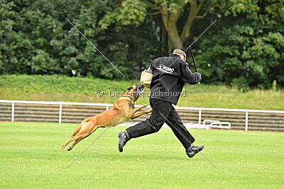 Baxel vom Haus Edental